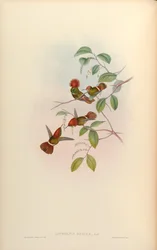 Lophornis reginae = Lophornis stictolophus